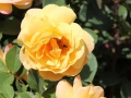 Bee in flower